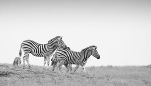 A herd of zebra, Equus quagga, walk down a slope with a clear sky background in black and white